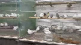 Raided a house in Jericho