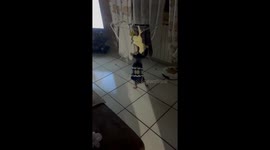 Puppy Pulls Toy And Knocks Laundry Down