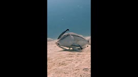 Cleaning Pit Stop For Goatfish