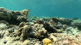 Cuttlefish use moving skin patterns to mesmerize prey, claim researchers