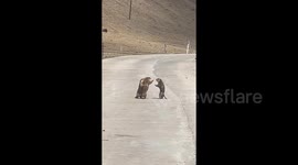 Two marmots fight in middle of road whilst a third attempts to break it up