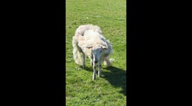 This poor old sheep in Dover, Kent needs to go to the barbers