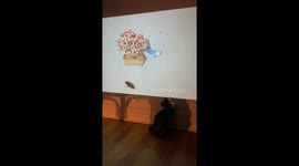 Cat hilariously goes full parkour watching “Cat TV” on projector