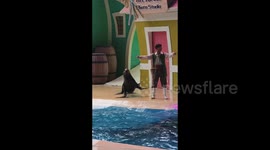 China: Spinning Sea Lion And Super Spinning Sea Lion