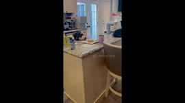 Bernedoodle Tries to Snag Waffles