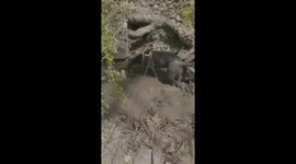 This is my rescue dog Jenna she abandoned as a puppy. We weren't looking for her but she was meant to be in our family. This is her first time walking through the woods at a park in Little Rock Arkansas. She found a mud puddle and little did we know she w