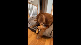 Paralyzed Golden Retriever’s shocked reaction to bowel movement delights viewers