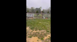 Horse wanders into US family's yard and ends up befriending their dog