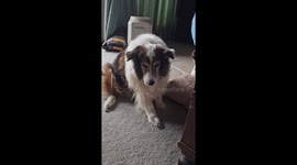 Dieting Dog Sneaks Kibble Away In Mouth