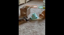 Cats Compete Over Ball On Shared Toy