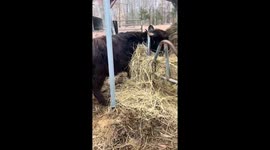 Cow Gets Head Stuck In Hay Rack