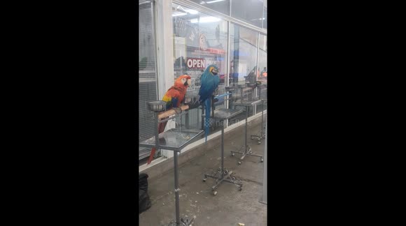 An animal Market In Bangkok Thailand