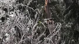 Canada: Aftermath of destructive ice storm in Innisfil