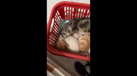 Conure Wants to Cuddle With Mom Cat And Kittens