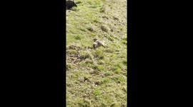 cute meerkat basking in the sun
