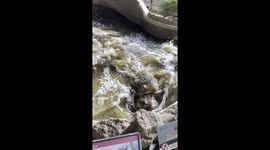 2 Hippos having a dip in the water