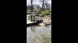 feeding time at the zoo for a group of otters