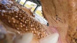 Alligator EATS fisherman's GoPro in incredible footage