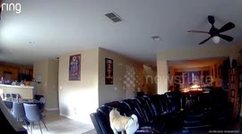 Troubles the Frenchie lives up to her name in viral couch push moment