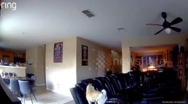 Frank is just chilling untill troubles comes to mess that up