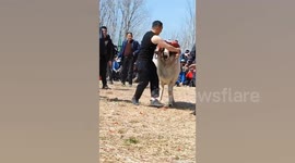 Brutal ram-battering festival as crowd forces animals to fight each other