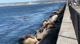 US: Sea lions gather at Coast Guard Pier Monterey