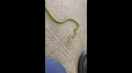 Praying Mantis Stands Its Ground Against Snake