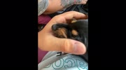 temp