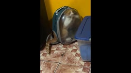 Cat scratches clear backpack in Antofagasta, Chile