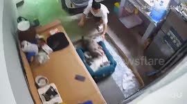 Pet dog woken up as earthquake shakes building in Myanmar