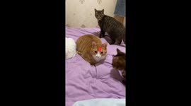 Cats react to laser pointer toy in playful moment in Chongqing, China