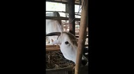 Cow responds loudly as family says goodbye in Banyumas, Indonesia