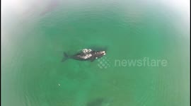 Franca Whale from Patagonia - Argentina