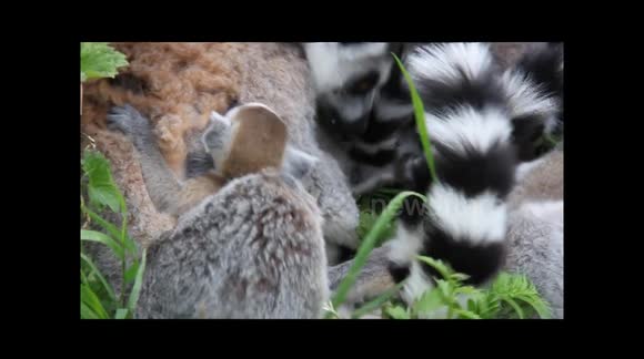 Ring-tailed lemur family snuggle with their five-week-old babies
