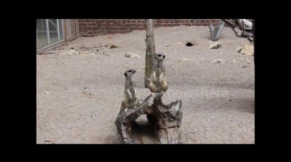 Meerkats looking for shade in the sun