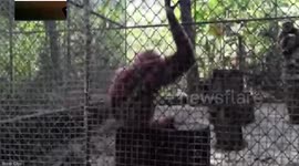 Musical monkeys whistle tune and perform spinning dance moves