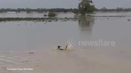 Watch the moment kangaroo attempts to swim for the first time