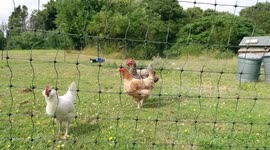 British chickens