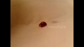 Lady Bird Pure Red with Orange Legs