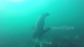 Seal vs Wobbegong