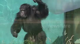 Chimpanzee excitedly parades in enclosure