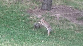 Rabbit and squirrel have a game of 'tag'