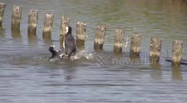 Fighting Moorhens