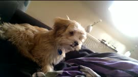 Balou (dog) is ýowling to the moon, maybe he is a werewolf?!?!