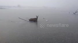 Real life Bambi on ice!