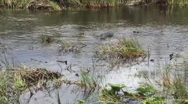Curious allegtor approaching an airboat