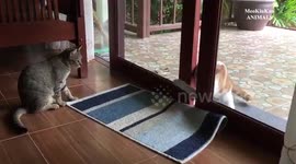 Two cats vs sliding door