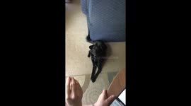 When your dog can't catch