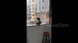 China: The Tuxedo Cat Gazes Out the Window