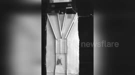 Israel: Greater Mouse-Tailed Bat Uses Tail as Tactile Sensor, Study Finds